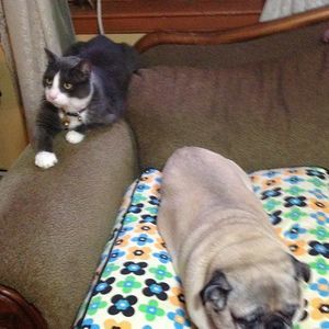 Meet your Posher, Ann